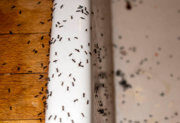 Best Best Pest Control Companies  in Cokato, MN