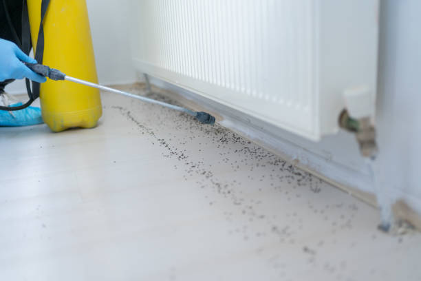 Best Wasp Removal Services  in Cokato, MN